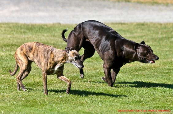 whippet bully