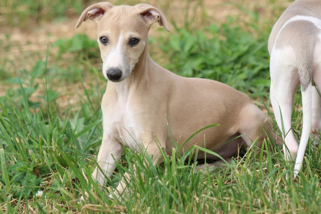 Sable whippet best sale