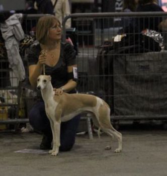 Exposition nationale d’Avignon