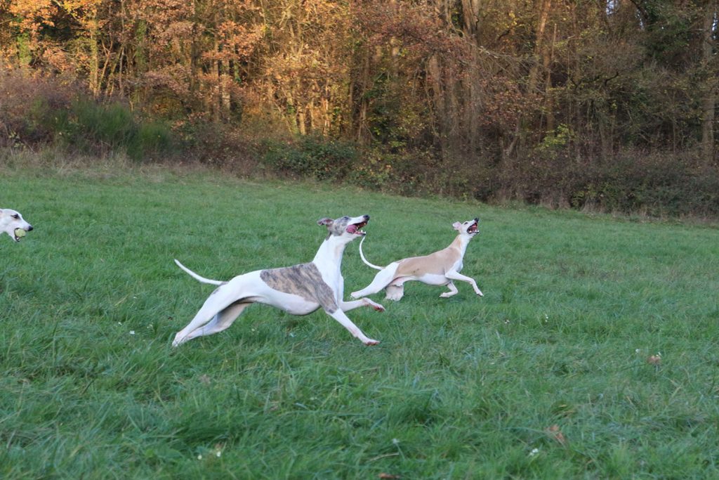 nos whippets en balade