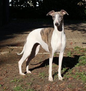 Portée Jewel x Magic