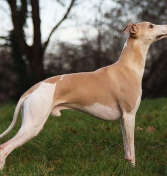 De nouvelles photos de nos whippets !