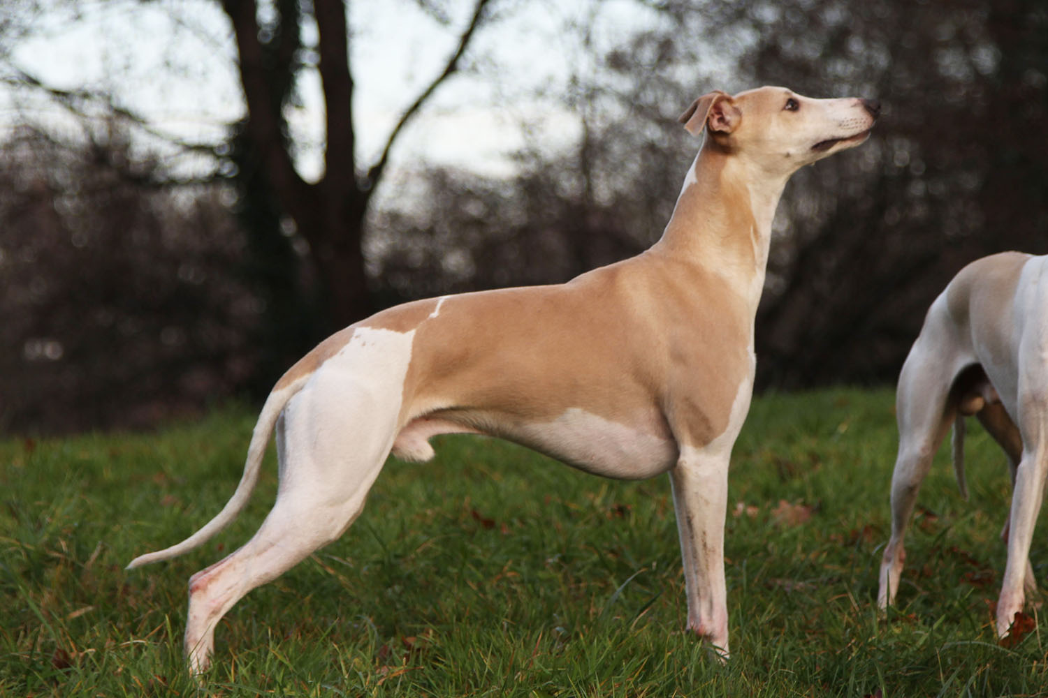 De nouvelles photos de nos whippets !