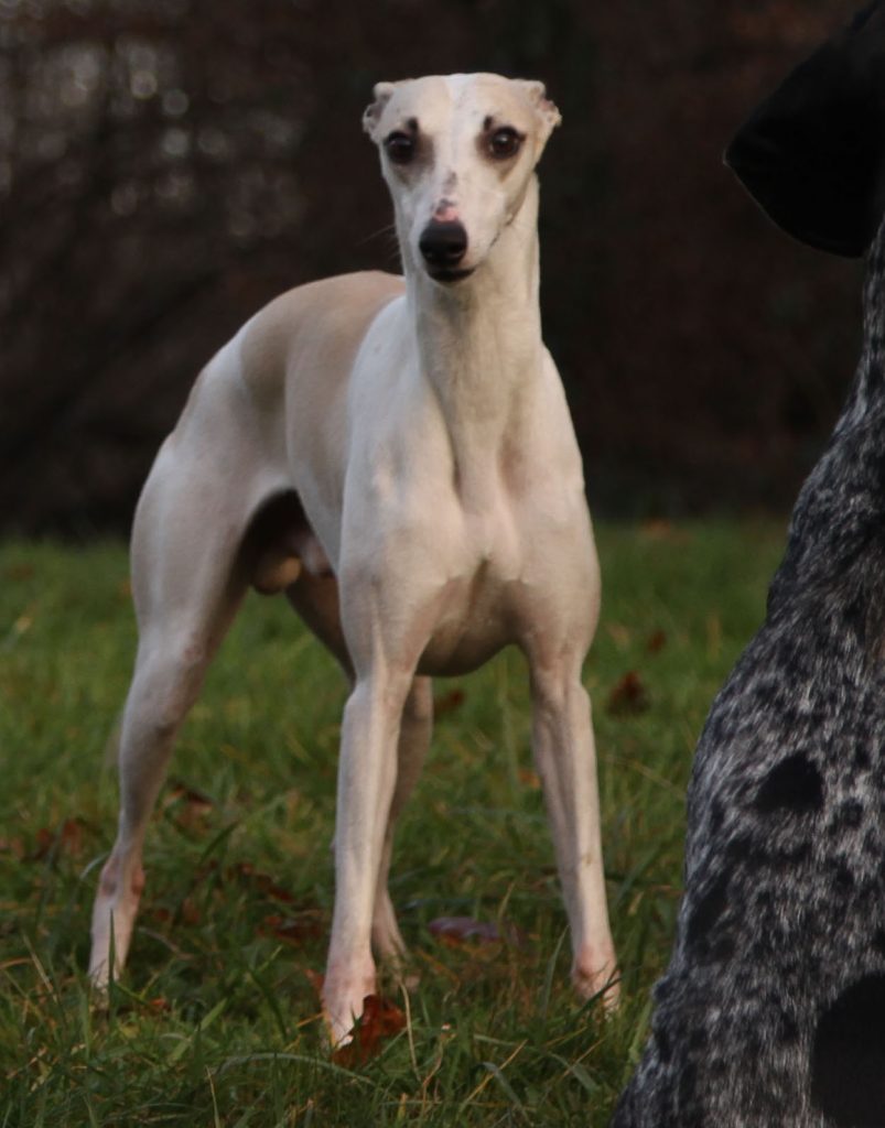 juste a pic, male whippet sable