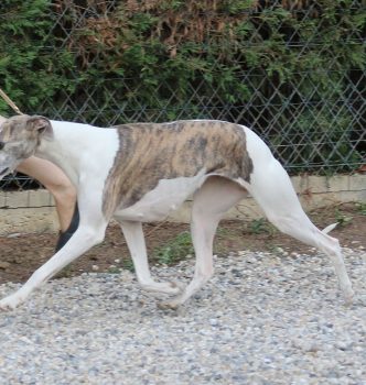 Exposition spéciale de race de Pompadour !