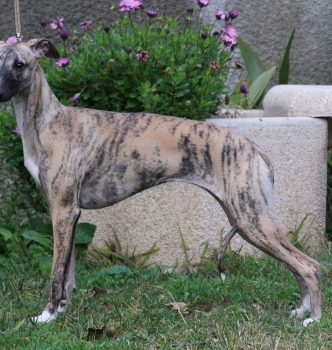 Exposition internationale de Valence