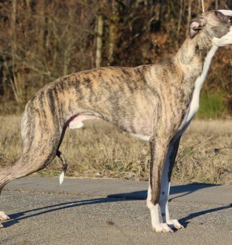 Ce n’est qu’un au revoir …