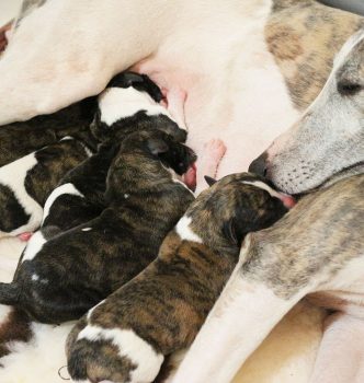 Naissance de chiots whippets !