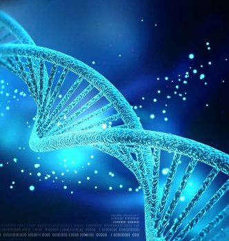 Identification génétique et tests myostatine