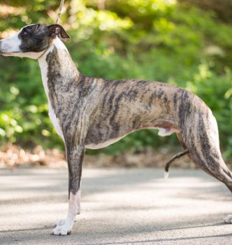 Photos de Fever et Stanley