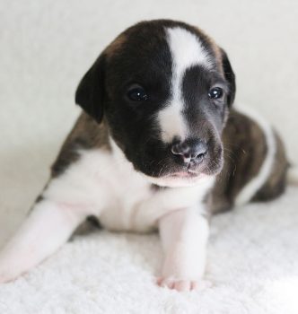 Nouvelles photos des chiots