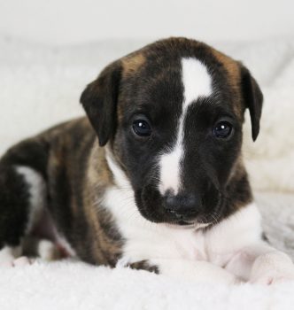 De nouvelles photos des chiots de Jewel