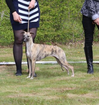 Nationale d’élevage 2017