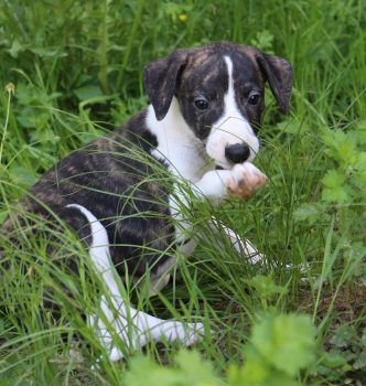 Les bébés de Queen arrivent bientôt !