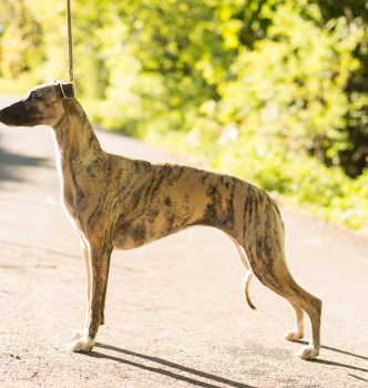Femelles whippet LOF
