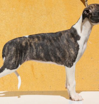 Présentation des petits nouveaux !