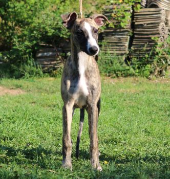 Exposition de Pierrelatte