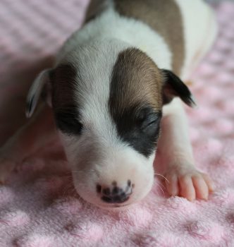 Nouvelles photos des chiots