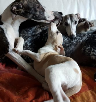 Des bébés à venir !