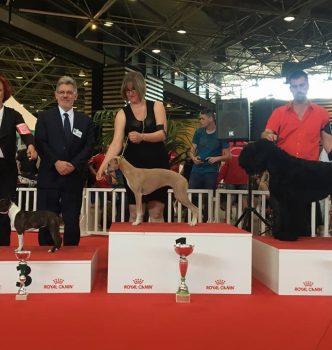 Diva remporte un Best in Show
