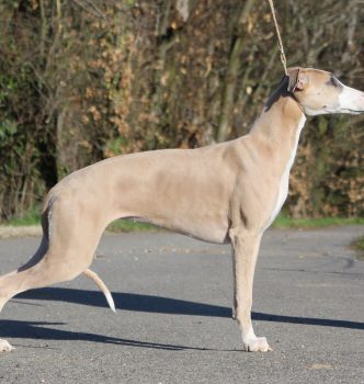 Exposition nationale de Dompierre sur Bresbe