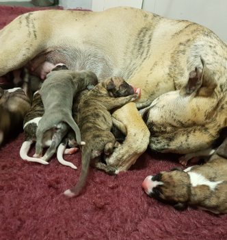 Naissance des chiots de Fever