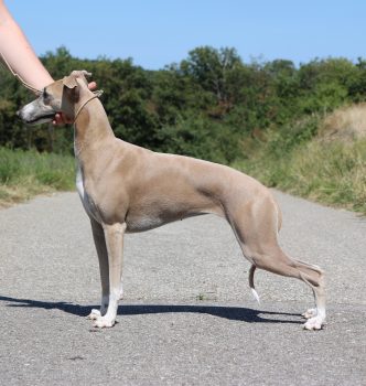 Exposition spéciale de race de Macon