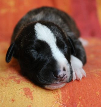Les chiots de Jewel et Stanley sont nés !