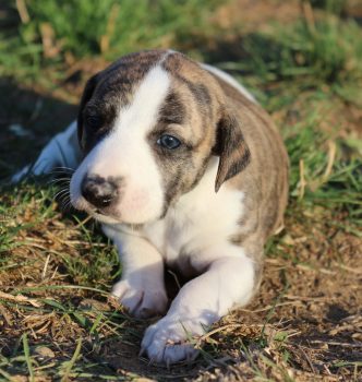Les bébés de Jewel ont 1 mois !