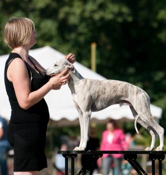 Exposition nationale d’Avignon, dimanche 7 octobre