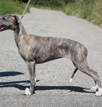 Exposition spéciale lévriers de Pompadour