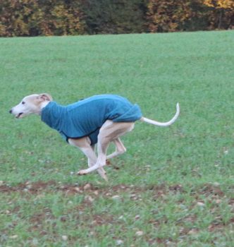 Plein de nouveaux articles !