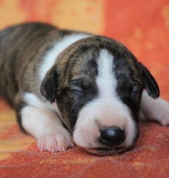Les bébés de Queen ont 10 jours