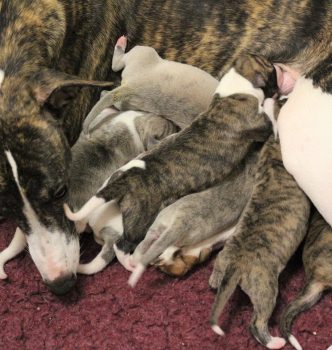 Naissance des bébés de Queen