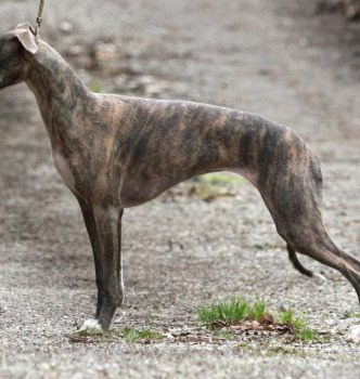 Exposition internationale de Valence