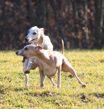 Diva et Gandi en lune de miel !