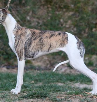 Exposition Nationale de Alès