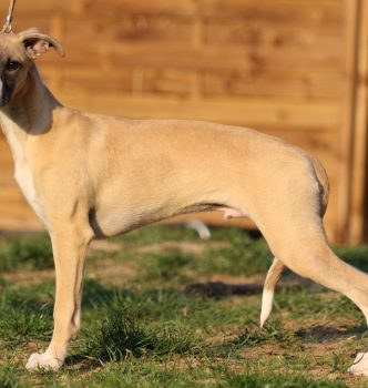 Nationale d’élevage 2019