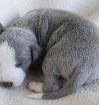 De nouvelles photos des bébés de Diva