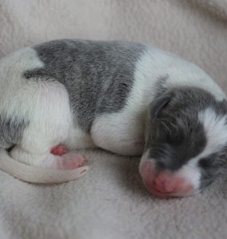 Naissance des bébés de Diva !