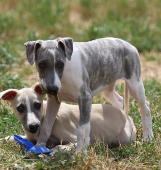 Les derniers bébés de diva vont partir