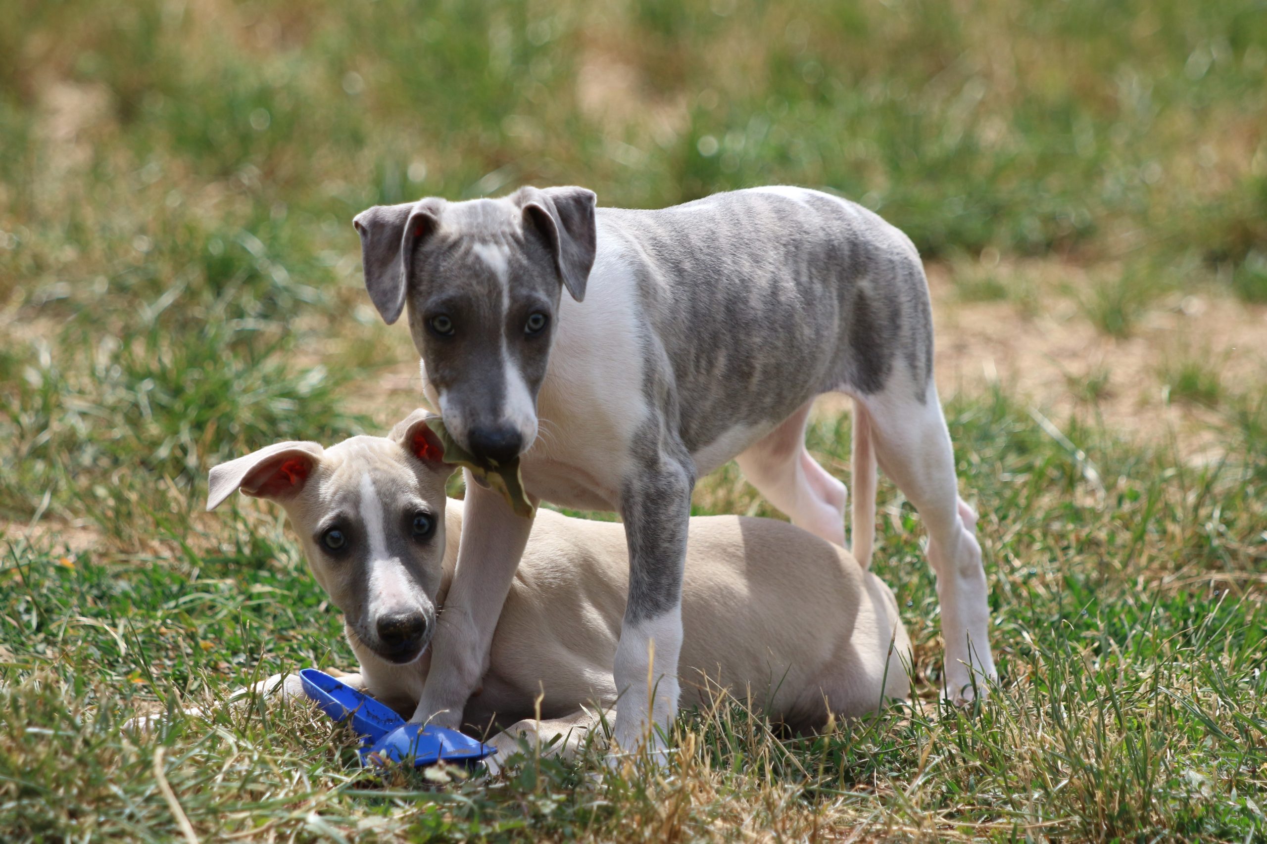 Les derniers bébés de diva vont partir
