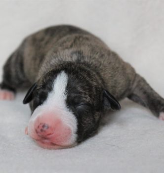 Les bébés de Fever sont nés !