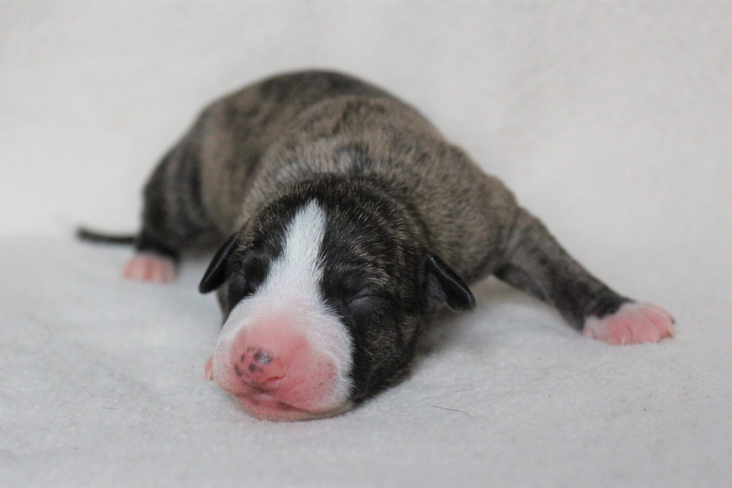 Les bébés de Fever sont nés !