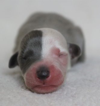 Naissance des bébés de Lady