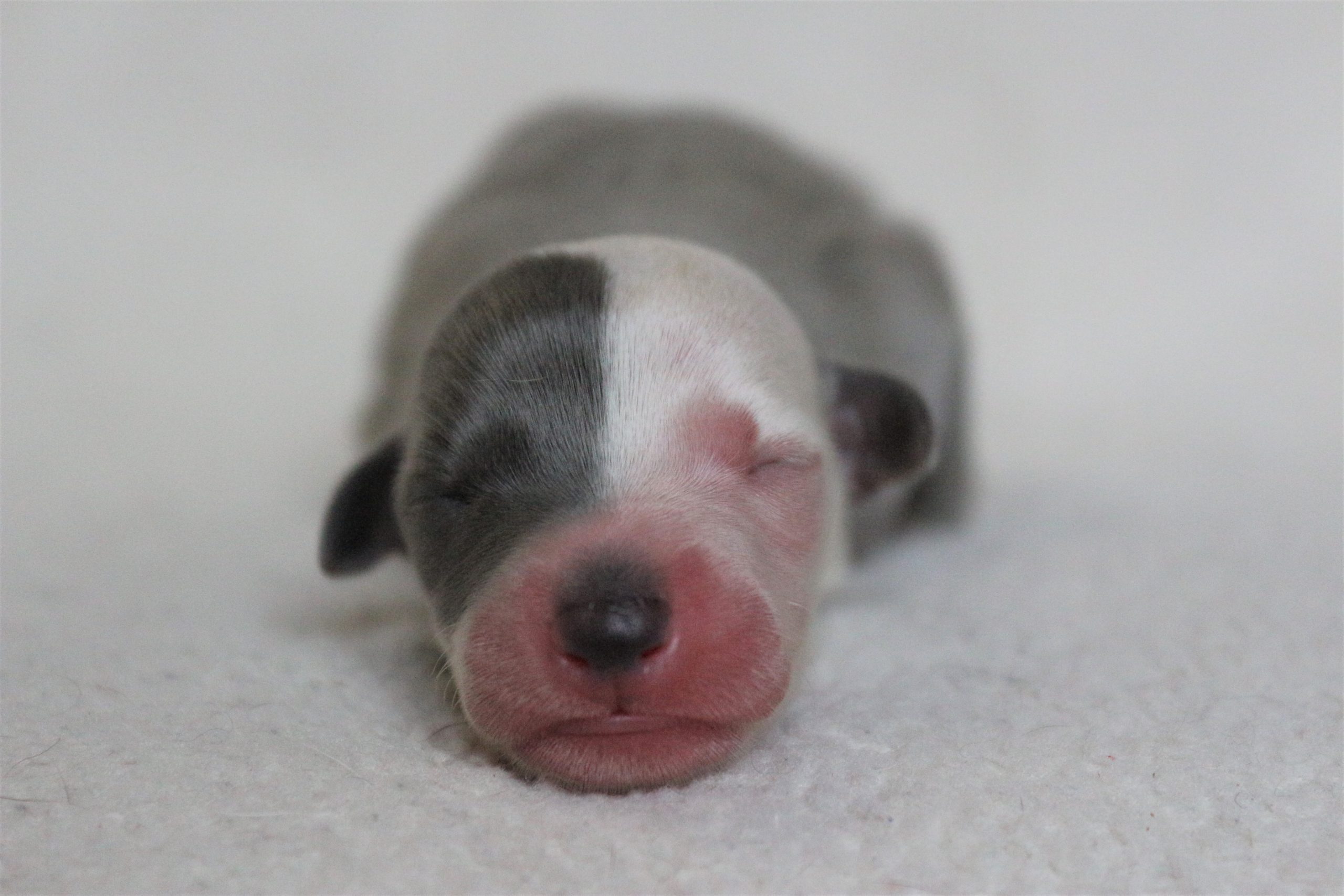 Naissance des bébés de Lady
