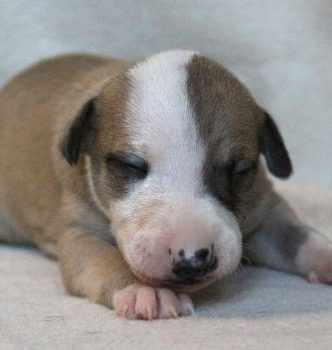 Nouvelles photos des bébés