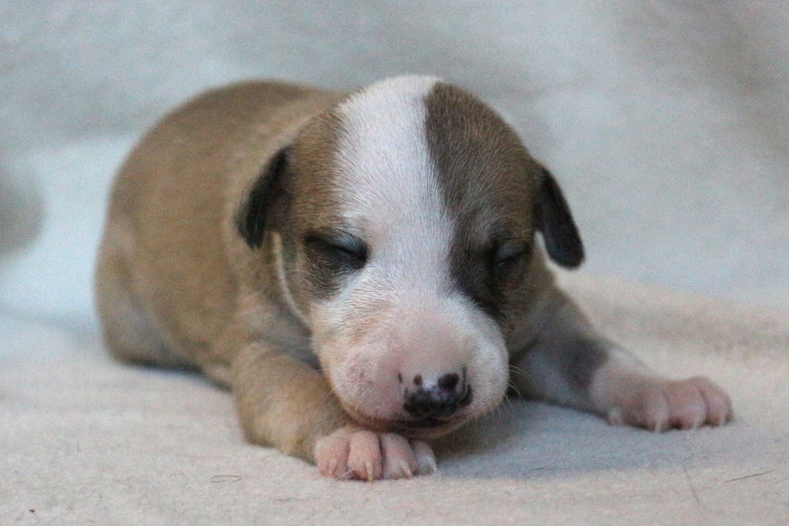 Nouvelles photos des bébés