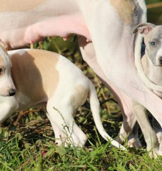 Les bébés de Lady ont bientôt 2 mois