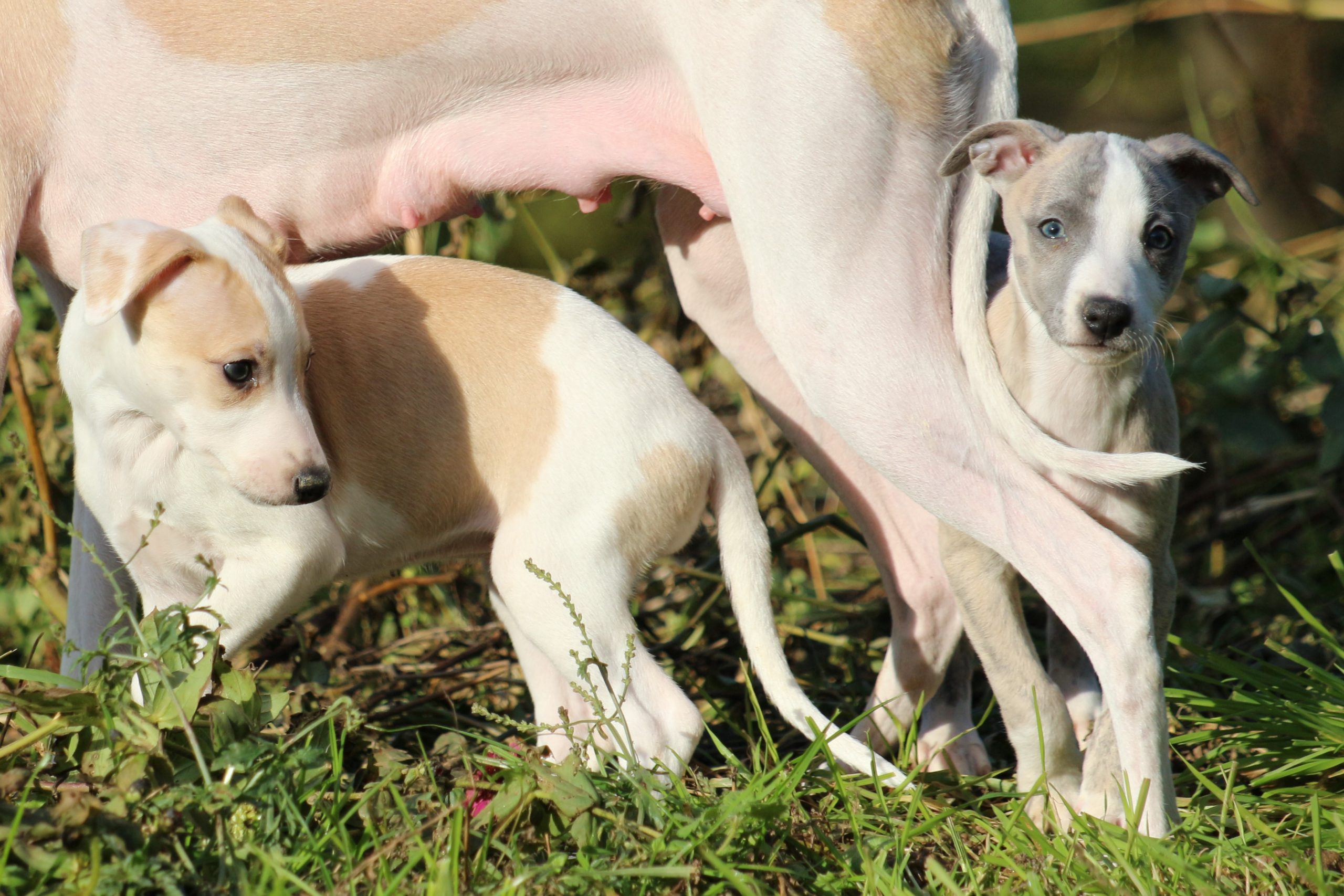 Les bébés de Lady ont bientôt 2 mois